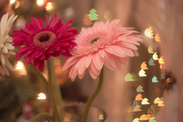 Fond de Noël avec des fleurs de gerbera — Photo