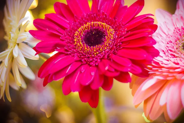 Gerbera Noël en flou 2 — Photo