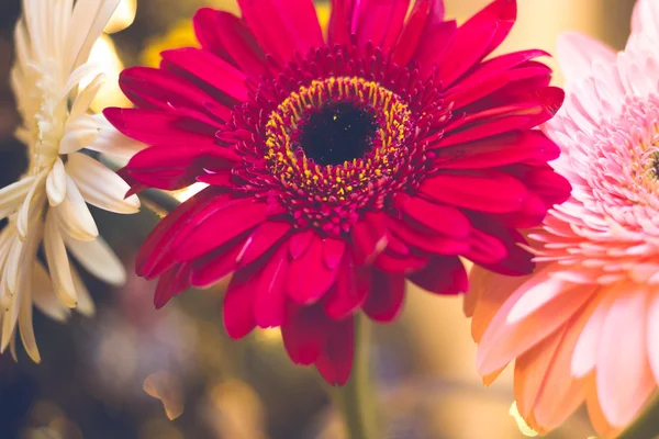 Gerbera Noël en flou 3 — Photo