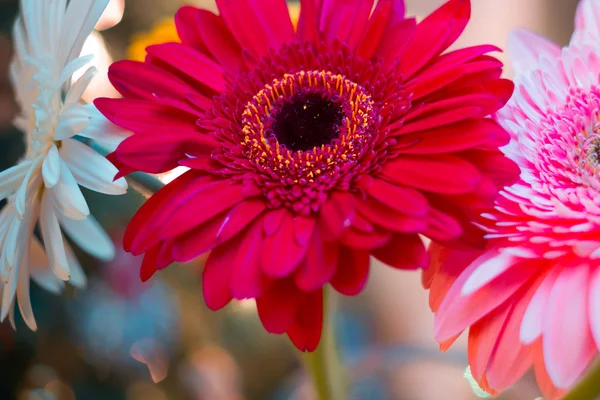 Gerbera Noël en flou 1 — Photo