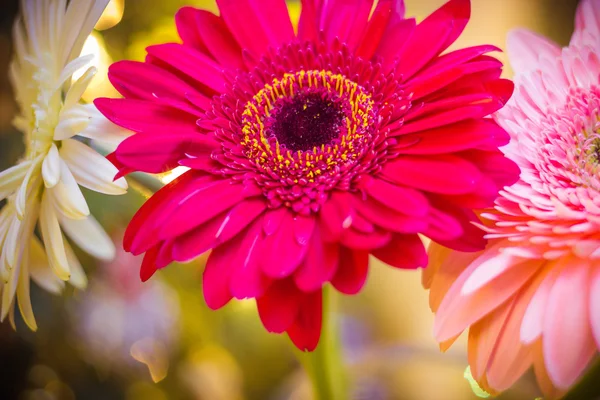 Gerbera Noël dans le flou — Photo