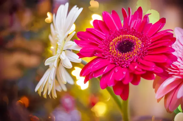ガーベラの花のクリスマス 2 — ストック写真