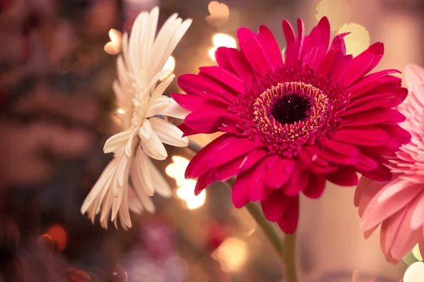 Gerbera fleurs Noël — Photo