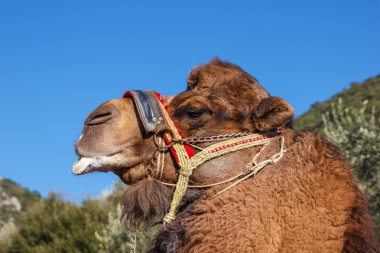fighting camel in Kusadasi clipart