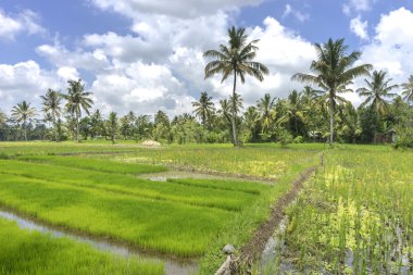 Bulutlu gökyüzü ile Tarım çeltik tepe