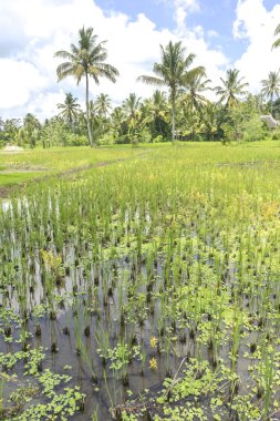 Bulutlu gökyüzü ile Tarım çeltik tepe