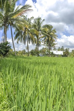 Bulutlu gökyüzü ile Tarım çeltik tepe
