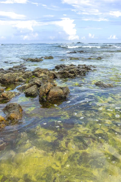 Naturalny Zielony Mech Plaży Skały Naturalnym Światłem Słonecznym Wcześnie Rano — Zdjęcie stockowe