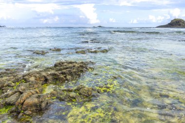 Doğa güneş ışığı ile plaj kaya doğal yeşil yosun erken sabah
