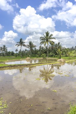 Bulutlu gökyüzü ile Tarım çeltik tepe