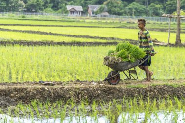 Paddy alan çiftçi çocuğa