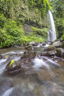 Doğal yağmur ormanları şelale
