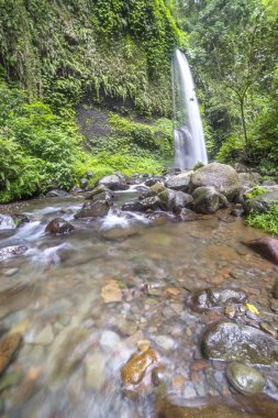 Doğal yağmur ormanları şelale