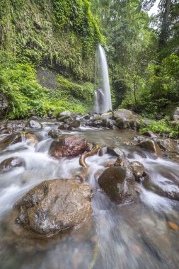 Doğal yağmur ormanları şelale