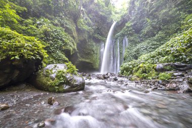 Doğal yağmur ormanları şelale