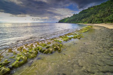 Yeşil yosun ile plaj