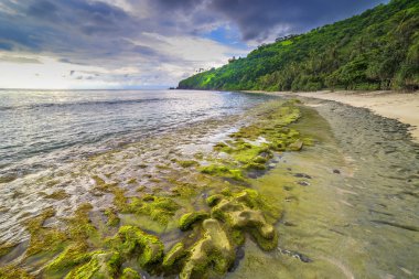 Yeşil yosun ile plaj