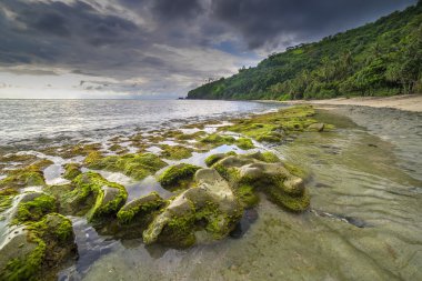 Yeşil yosun ile plaj