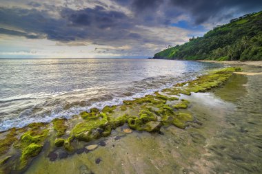 Yeşil yosun ile plaj