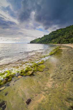 Yeşil yosun ile plaj