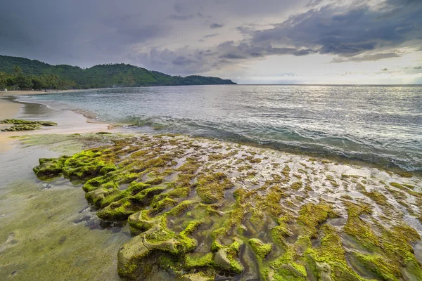 Rock yosun ile plaj — Stok fotoğraf