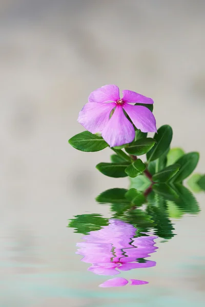 Flor Rosa Com Reflexão — Fotografia de Stock
