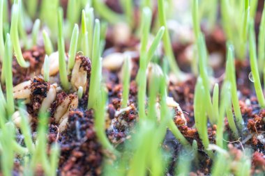 Makro görünüme ve bulanık arka plana sahip pet çim