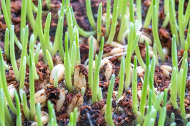 Makro görünüme ve bulanık arka plana sahip pet çim