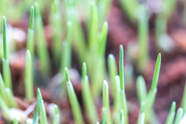 Makro görünüme ve bulanık arka plana sahip pet çim