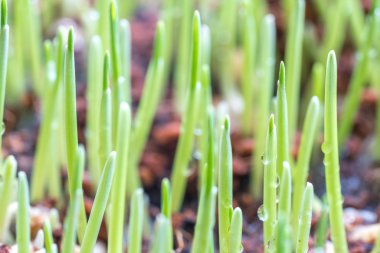 Makro görünüme ve bulanık arka plana sahip pet çim