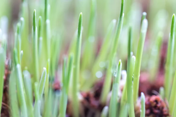 Pet Grass Met Macro Weergave Onscherpe Achtergrond — Stockfoto