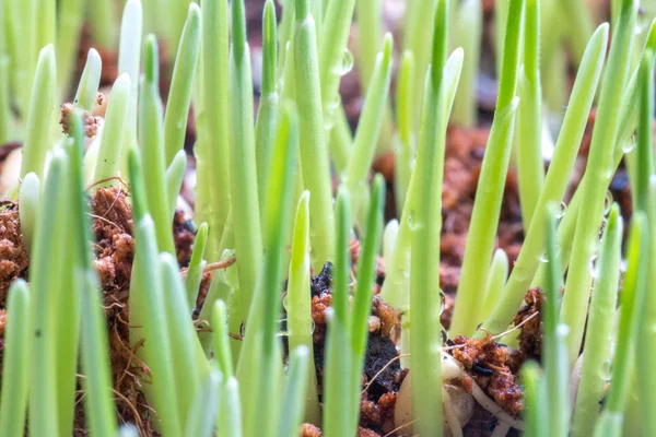 Pet Grass Met Macro Weergave Onscherpe Achtergrond — Stockfoto