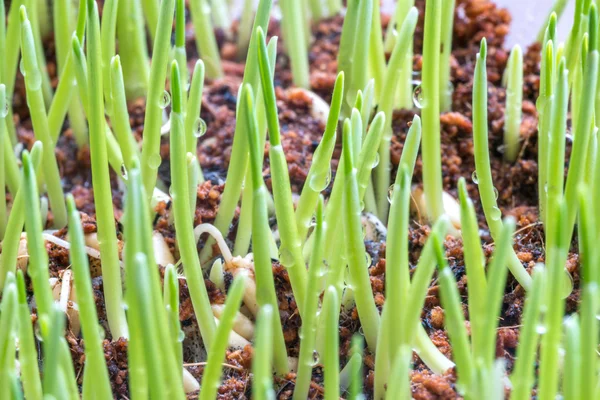 Pet Grass Met Macro Weergave Onscherpe Achtergrond — Stockfoto