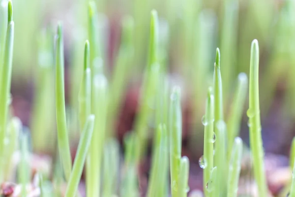 Pet Grass Met Macro Weergave Onscherpe Achtergrond — Stockfoto