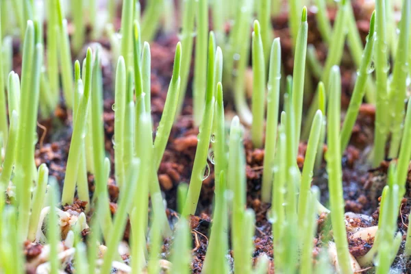 Pet Grass Met Macro Weergave Onscherpe Achtergrond — Stockfoto