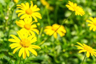 Doğal güneş ışığı ve bulanık arka plan ile güzel taze çiçek