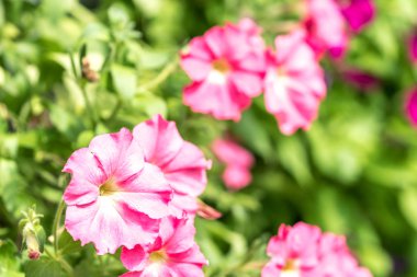 Seçici odak görünümü ile bahar çiçekleri