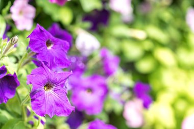 Seçici odak görünümü ile bahar çiçekleri