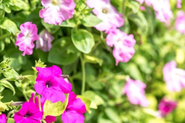 Seçici odak görünümü ile bahar çiçekleri