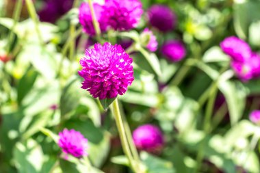 Doğal güneş ışığı ve bulanık arka plan ile Chrysanthemun çiçek