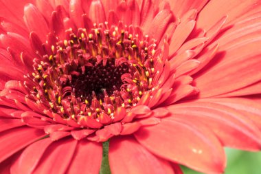 Gerber papatyası doğal güneş ışığı ile yakın.