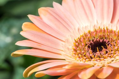 Gerber papatyası doğal güneş ışığı ile yakın.