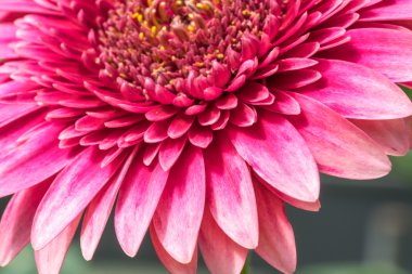 Gerber papatyası doğal güneş ışığı ile yakın.