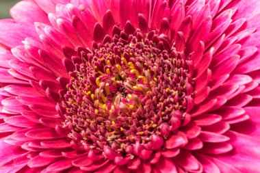 Gerber papatyası doğal güneş ışığı ile yakın.