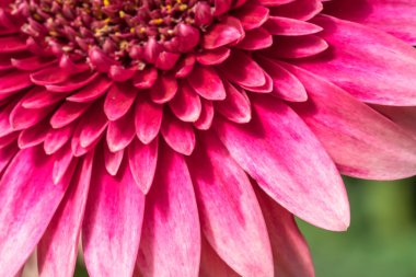 Gerber papatyası doğal güneş ışığı ile yakın.