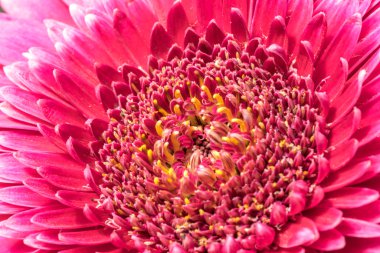 Gerber papatyası doğal güneş ışığı ile yakın.