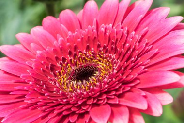 Gerber papatyası doğal güneş ışığı ile yakın.