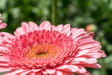 Gerber papatyası doğal güneş ışığı ile yakın.
