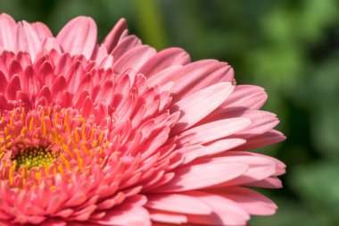 Gerber papatyası doğal güneş ışığı ile yakın.