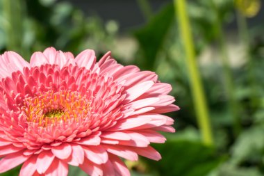 Gerber papatyası doğal güneş ışığı ile yakın.